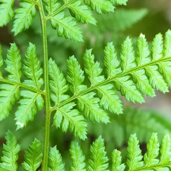 Dryopteris austriaca (dilatata) 1L - image 1