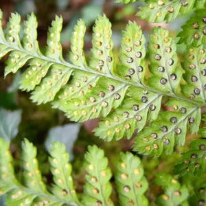 Dryopteris austriaca (dilatata) 1L - image 2