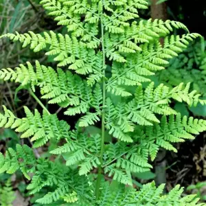 Dryopteris austriaca (dilatata) 1L - image 3