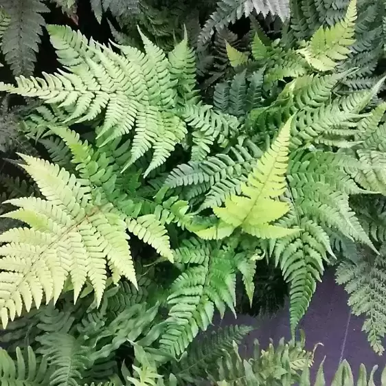 Dryopteris championii 3L - image 2