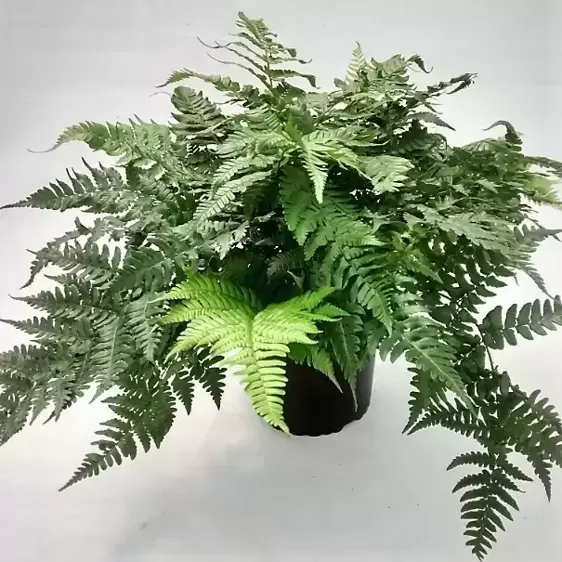 Dryopteris championii 11cm - image 3