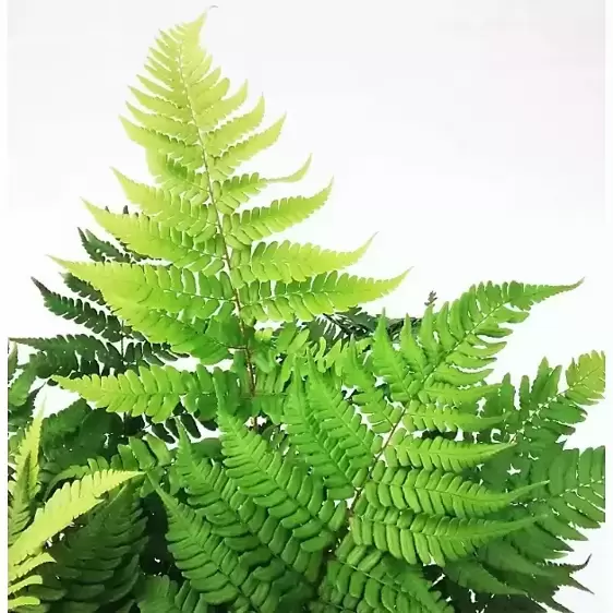 Dryopteris championii 11cm - image 1