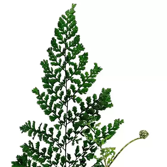 Dryopteris dilatata 'Lepidota Cristata' - image 1