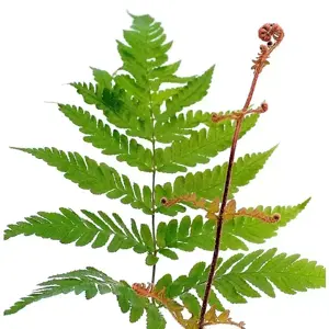 Dryopteris erythrosora