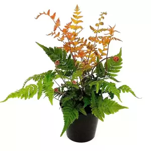 Dryopteris erythrosora 1.5L - image 3