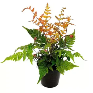 Dryopteris erythrosora 1.5L - image 3