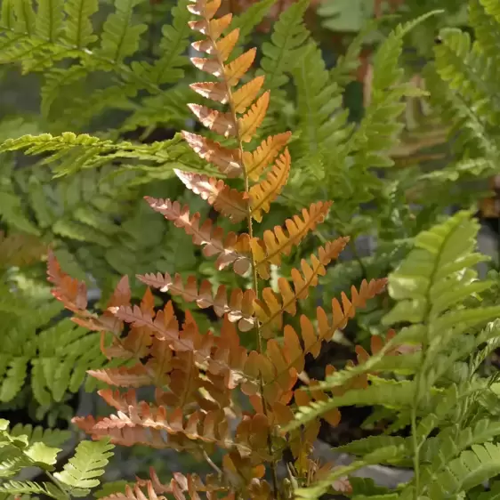 Dryopteris erythrosora 'Brilliance' 11cm - image 3