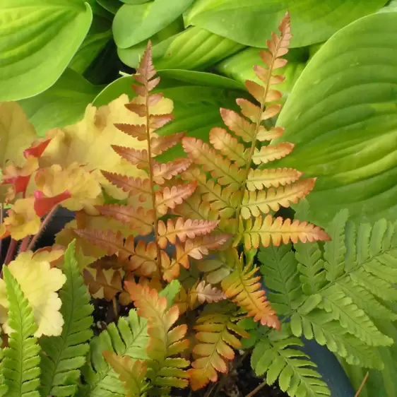 Dryopteris erythrosora 'Brilliance' 15cm - image 5