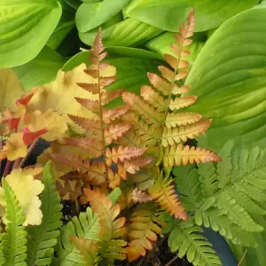 Dryopteris erythrosora 'Brilliance' 11cm - image 4