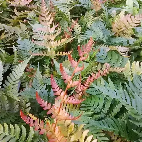 Dryopteris erythrosora 'Brilliance' 15cm - image 2