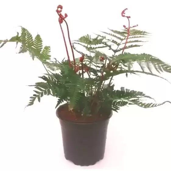 Dryopteris erythrosora 'Brilliance' 15cm - image 3