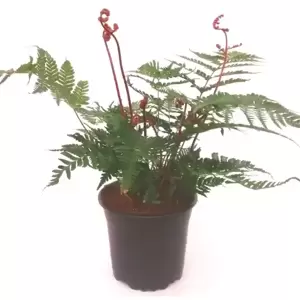 Dryopteris erythrosora 'Brilliance' 1.5L - image 3