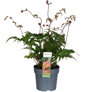 Dryopteris erythrosora var. koidzumiana 14cm - image 3