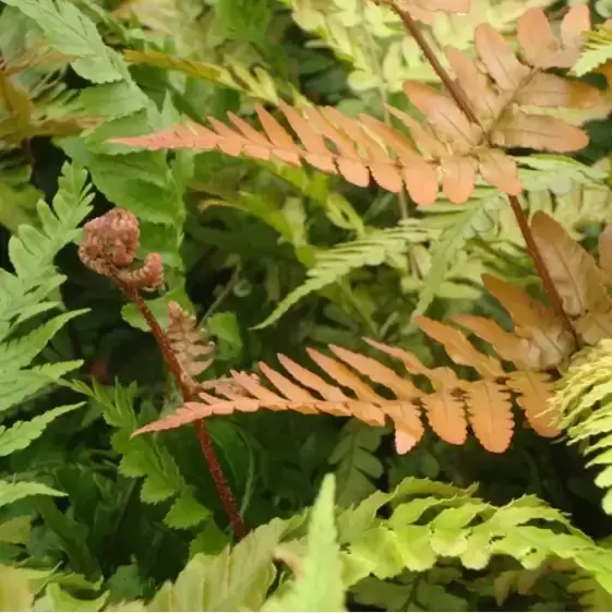 Dryopteris erythrosora var. koidzumiana 14cm - image 2