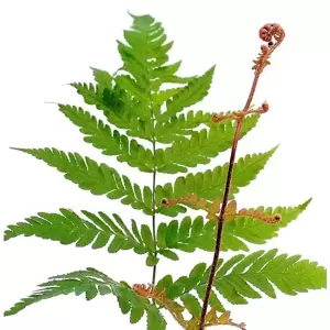 Dryopteris erythrosora var. koidzumiana 14cm - image 1