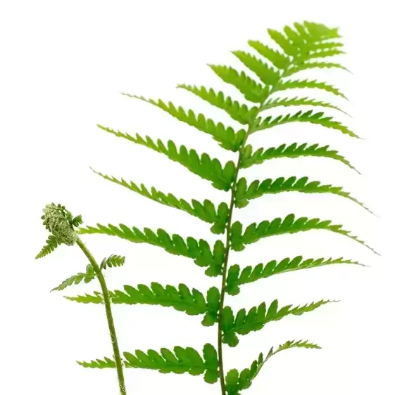 Dryopteris filix-mas 1L - image 1