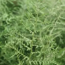 Dryopteris filix-mas 'Linearis Polydactyla' 1L
