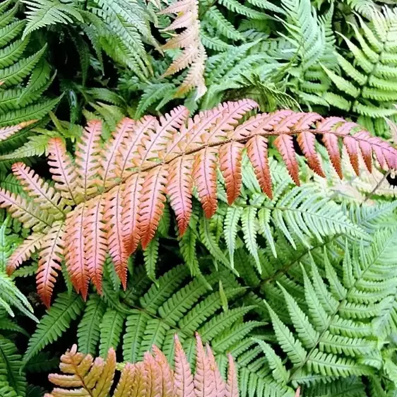 Dryopteris lepidopoda 15cm - image 2