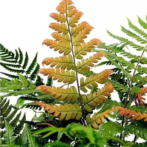 Dryopteris lepidopoda 15cm - image 1