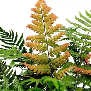 Dryopteris lepidopoda 11cm - image 1