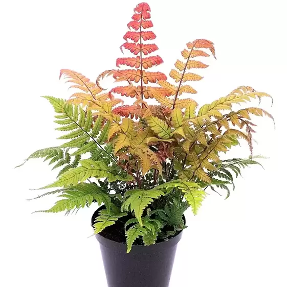 Dryopteris lepidopoda 1.5L - image 3