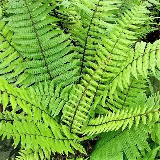 Dryopteris wallichiana 3L - image 2