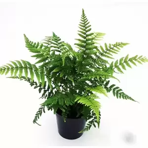 Dryopteris wallichiana 15cm - image 3