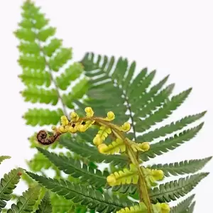 Dryopteris wallichiana 5L - image 1