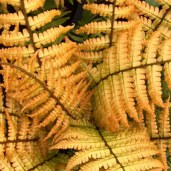 Dryopteris wallichiana 'Jurassic Gold' 3L - image 1