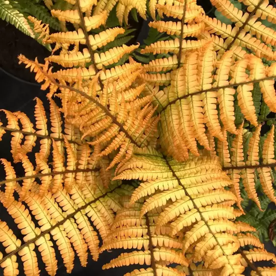 Dryopteris wallichiana 'Jurassic Gold' 7.5L - image 2