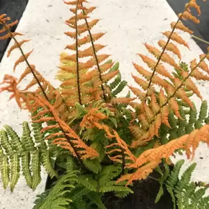 Dryopteris wallichiana 'Jurassic Gold' 7.5L - image 3