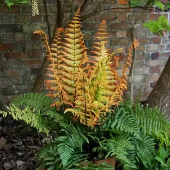 Dryopteris wallichiana 'Jurassic Gold' 7.5L - image 4