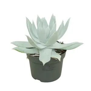 Dudleya