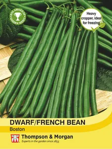 Dwarf Bean Boston - image 1