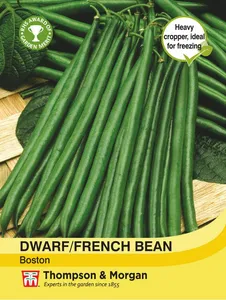 Dwarf Bean Boston - image 2