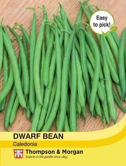 Dwarf Bean Caledonia - image 1