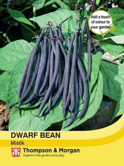 Dwarf Bean Mistik - image 1