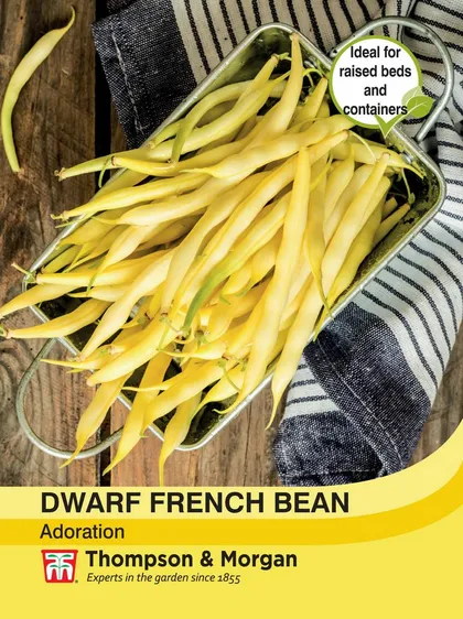 Dwarf French Bean Adoration - image 1