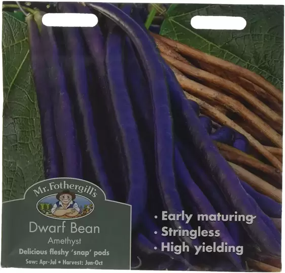 Dwarf French Bean Amethyst - image 1