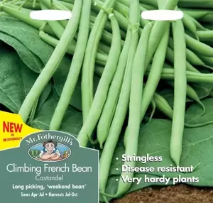 Dwarf French Bean Castandel