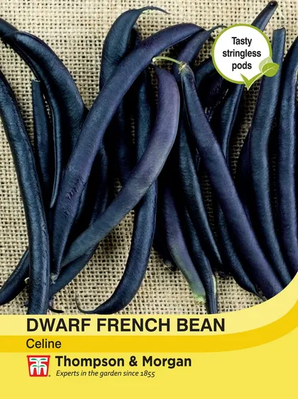 Dwarf French Bean Celine - image 1