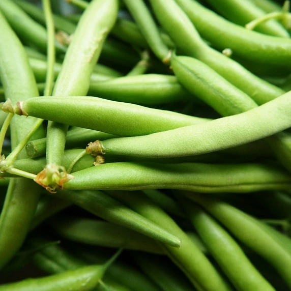 Dwarf French Bean 'Delinel' 8.5cm