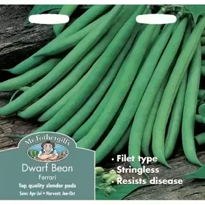 Dwarf French Bean Ferrari - image 1