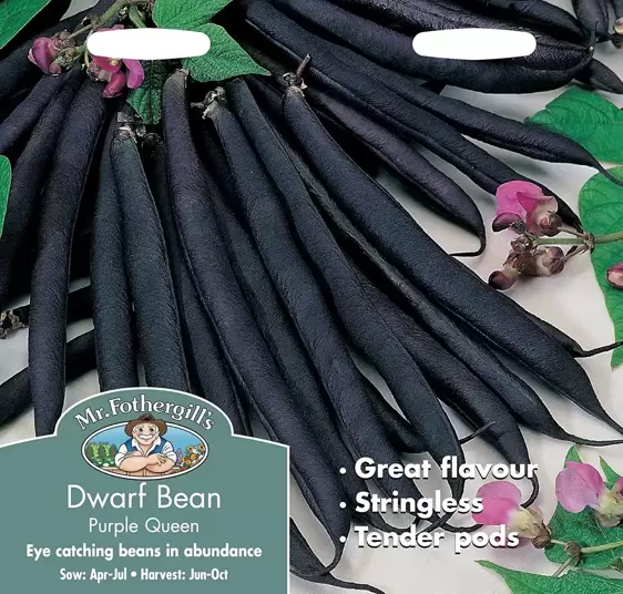 Dwarf French Bean Purple Queen - image 1