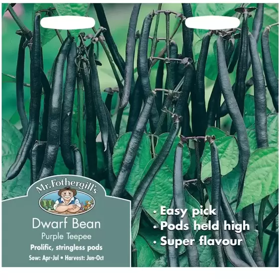 Dwarf French Bean Purple Teepee