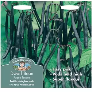 Dwarf French Bean Purple Teepee