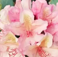 Dwarf Rhododendron
