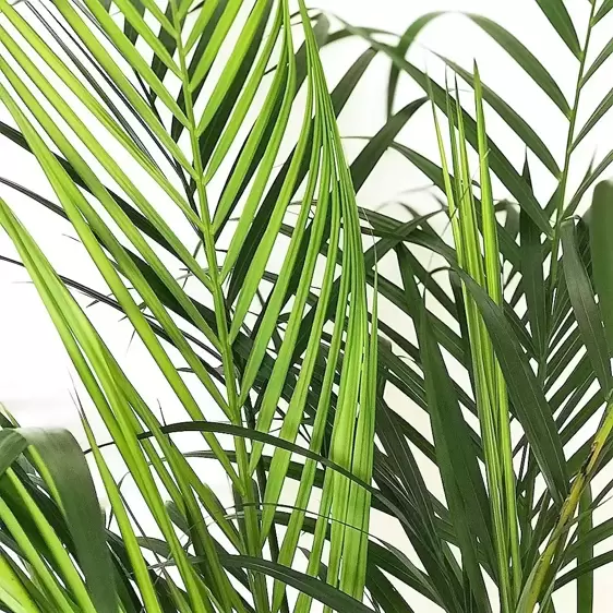 Dypsis lutescens 12cm - image 1