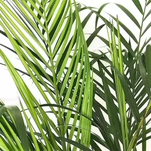 Dypsis lutescens 12cm - image 1