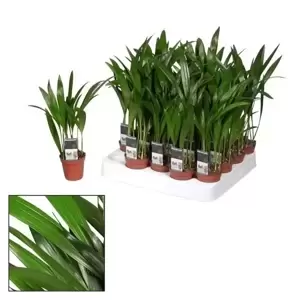 Dypsis lutescens 5.5cm - image 2